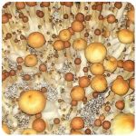 Псилоцибиновые (галлюциногенные)  грибы Psilocybin "Golden Teacher" в Могоче