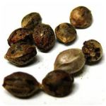Семена марихуаны АК-47  (Seeds AK-47) в Могоче